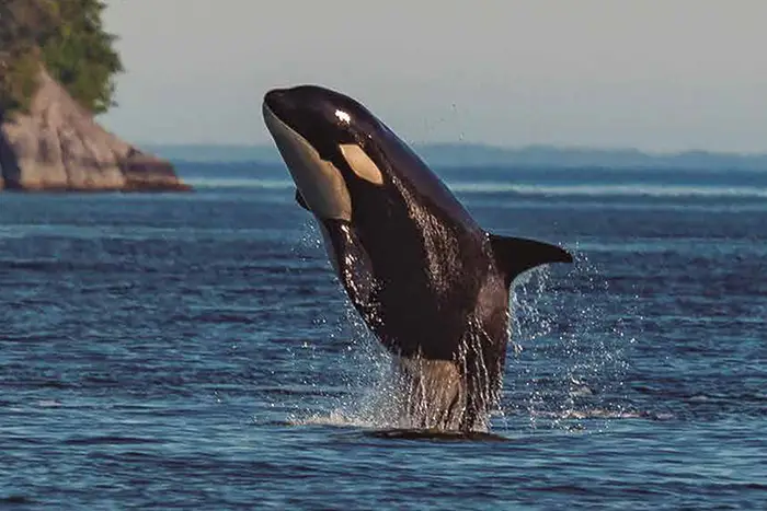 Las Orcas Regresan